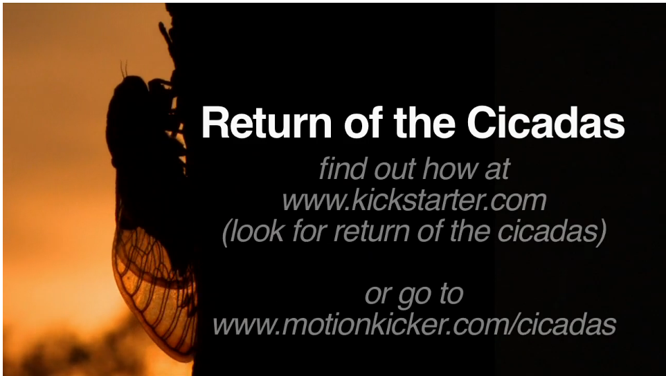 Return of the Cicadas on Vimeo